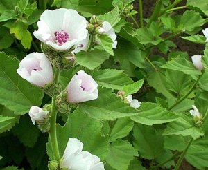 Marshmallow Plant