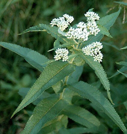 Boneset